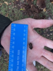 Phacecorynes sommeri