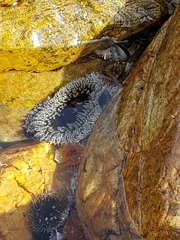 Bunodactis reynaudi