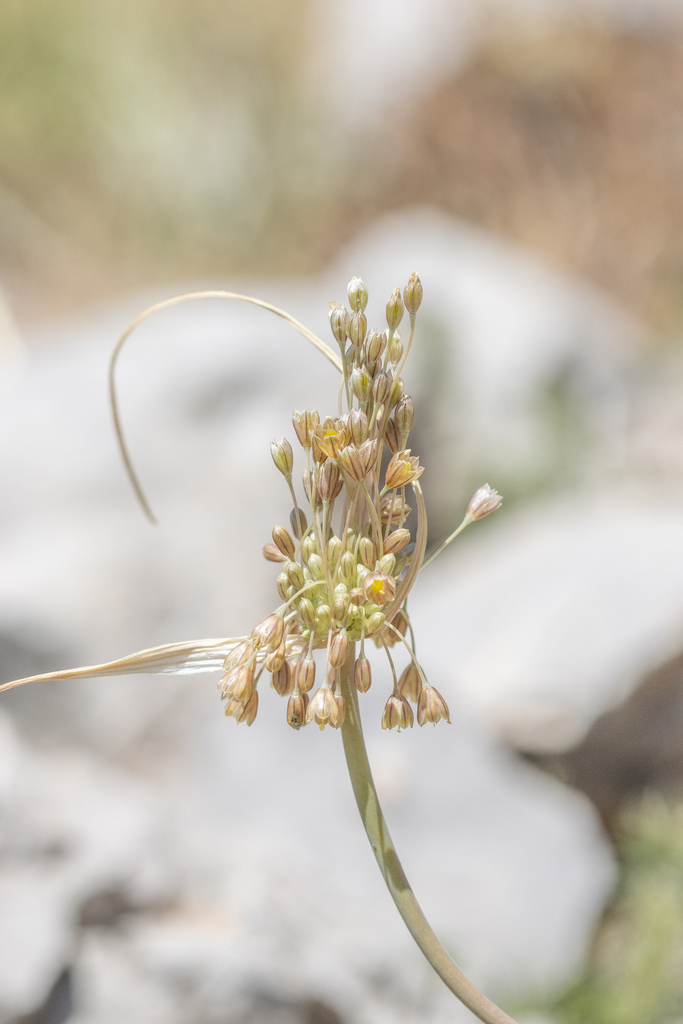 Allium galileum
