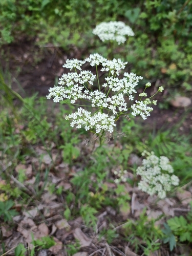 Pimpinella thellungiana iNat (1)