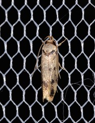 Sphyrelata nefanda