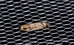 Sphyrelata nefanda