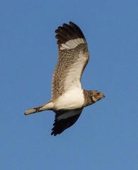 Chordeiles nacunda