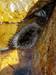 Bunodactis reynaudi