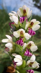 Brachycorythis conica transvaalensis