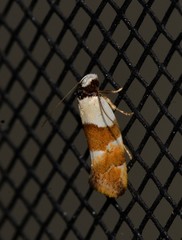 Euphiltra eroticella