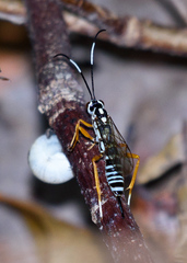 Agonocryptus discoidaloides