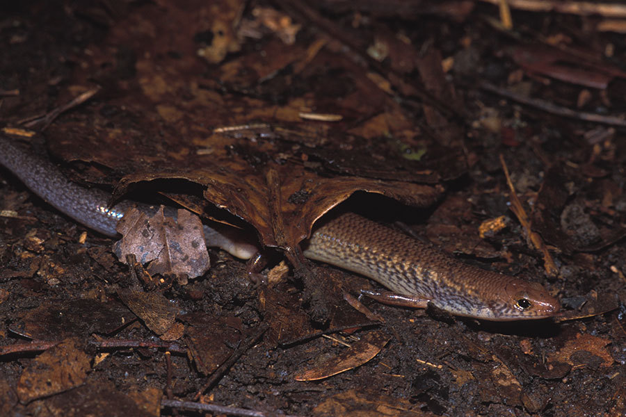 Mulch Skinks
