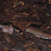 Brown-tailed Bar-lipped Skink - Photo (c) John Sullivan, some rights reserved (CC BY-NC), uploaded by John Sullivan