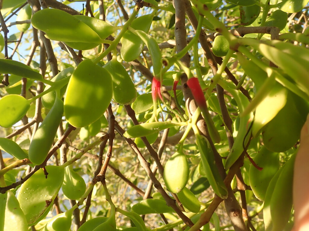Amyema thalassia