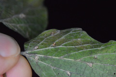 Celticecis cupiformis