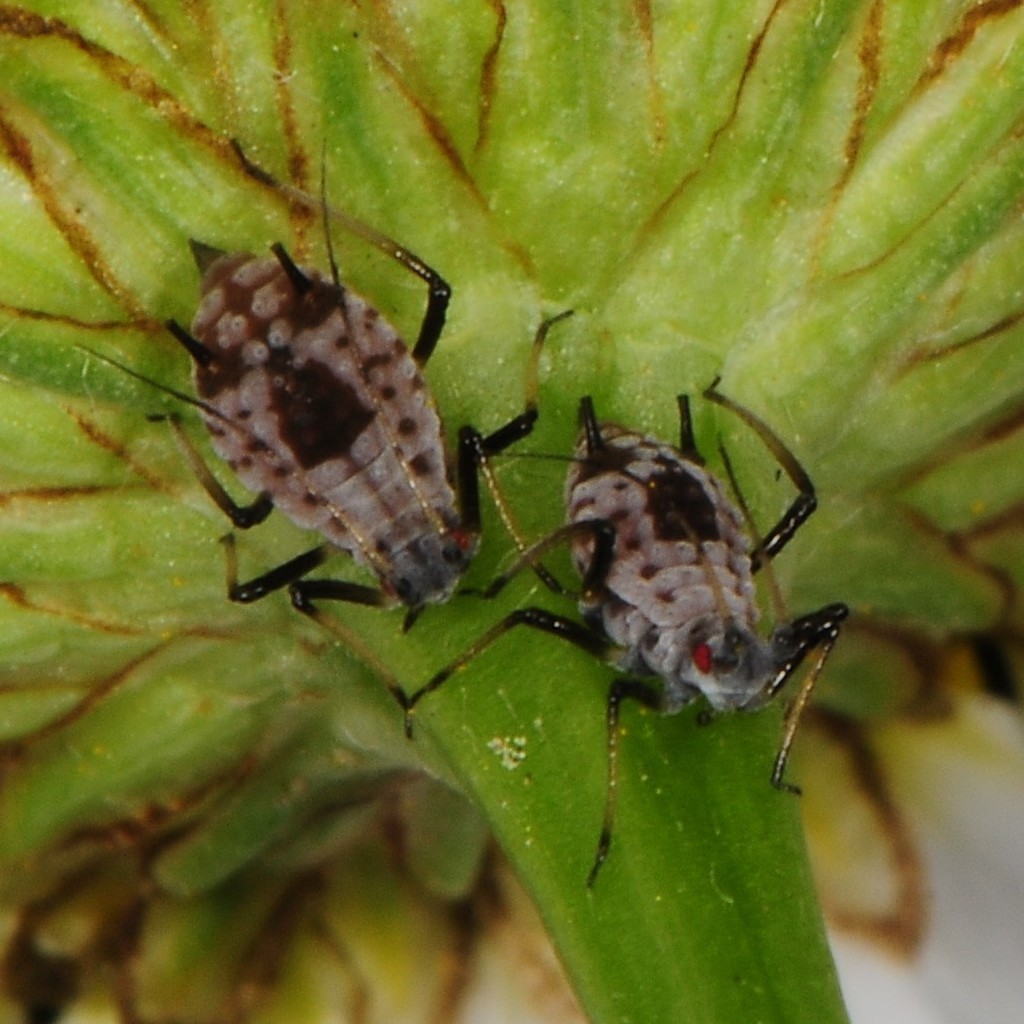 Masked Oxeye Aphid