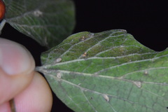 Celticecis cupiformis