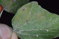 Celticecis cupiformis