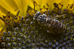 Triepeolus helianthi