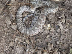 Pituophis deppei deppei