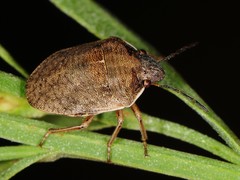 Homaemus aeneifrons