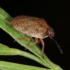 Homaemus aeneifrons