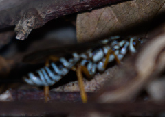 Agonocryptus discoidaloides