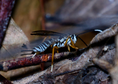 Agonocryptus discoidaloides