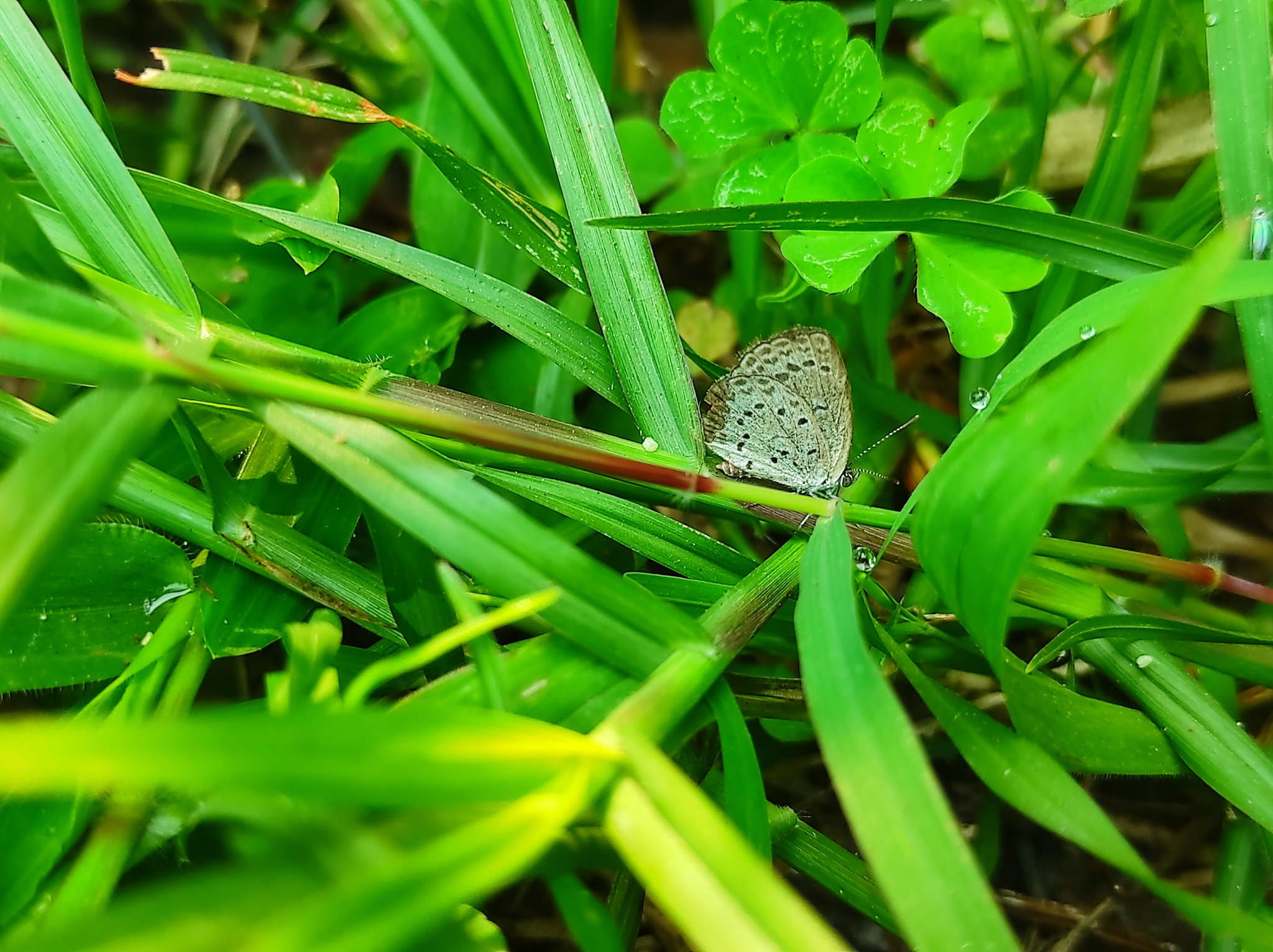 Pale Grass Blue