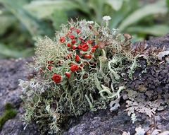 Cladonia coccifera