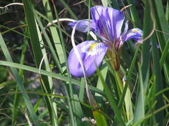Iris unguicularis