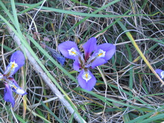 Iris unguicularis