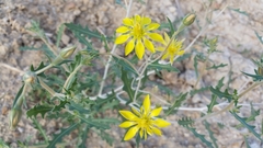 Mentzelia reverchonii