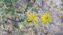 Mentzelia reverchonii
