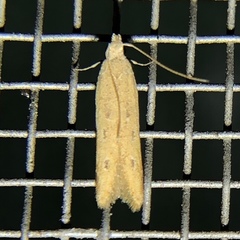 Mesophleps adustipennis