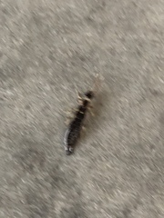 Euborellia annulipes