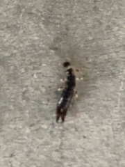 Euborellia annulipes