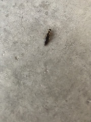 Euborellia annulipes