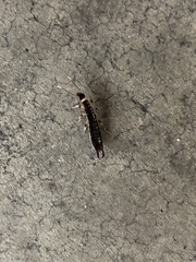 Euborellia annulipes