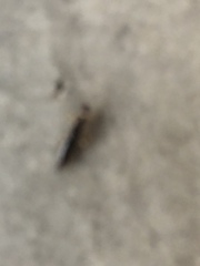 Euborellia annulipes