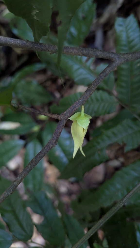 Goniothalamus yunnanensis (Goniothalamus yunnanensis)