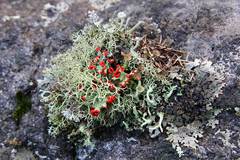 Cladonia coccifera