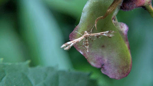 Grape Flower Plume Moth photo 5