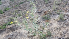 Mentzelia reverchonii