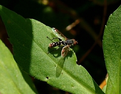 Anasimyia
