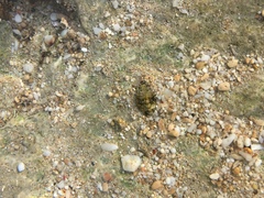Acanthopleura