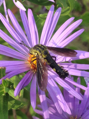 Lepidophora lepidocera