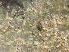 Acanthopleura