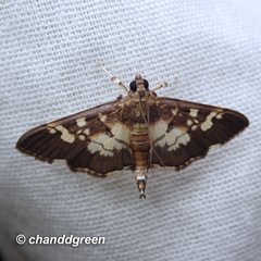 Uresiphita quinquigera