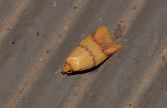 Heteroteucha translatella