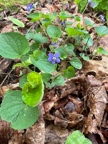 Northern Woodland Violet (Viola septentrionalis)