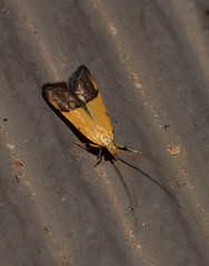 Crocanthes micradelpha