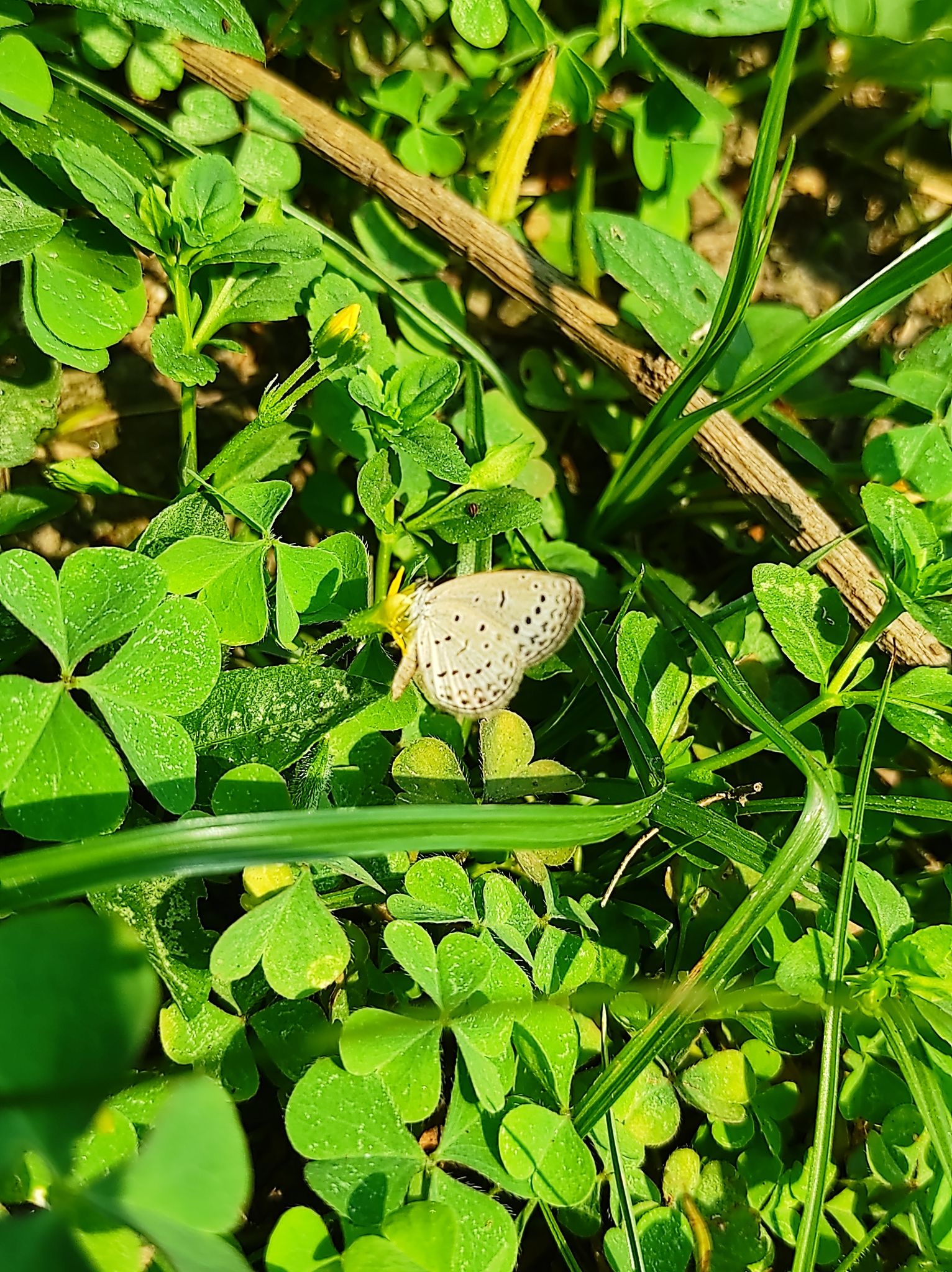 Pale Grass Blue