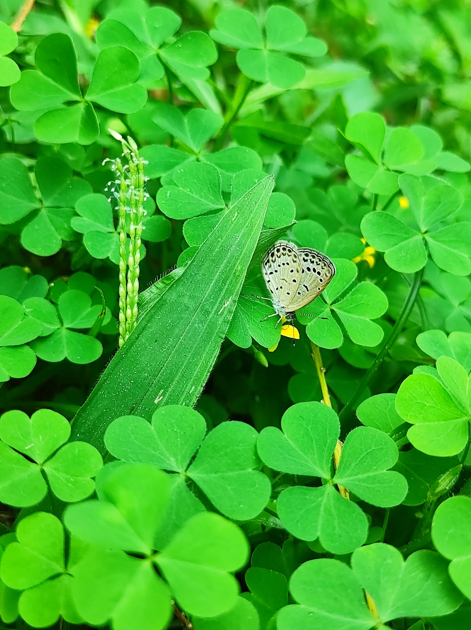 Pale Grass Blue